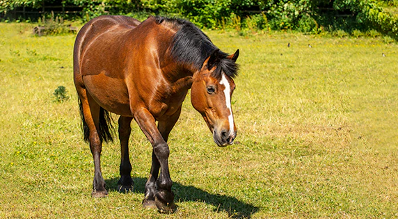 new forest pony