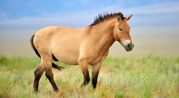 Przewalskipaard