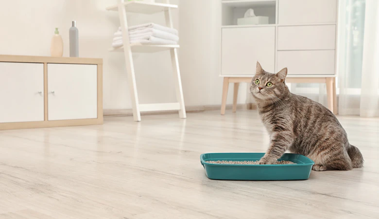 Kat zit naast lage kattenbak