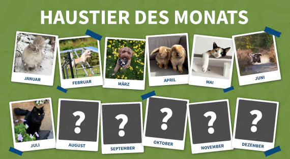 Haustier des monats