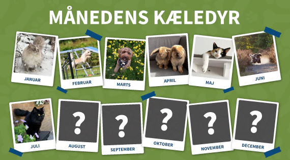maanedens kaeledyr