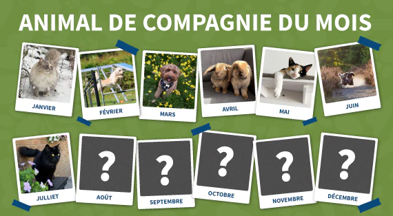animal de compagnie du mois