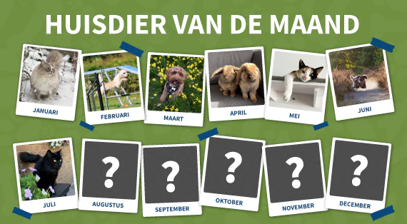 Huisdier van de maand