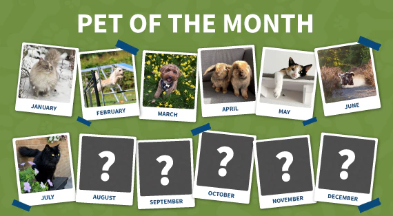 Pet of the month