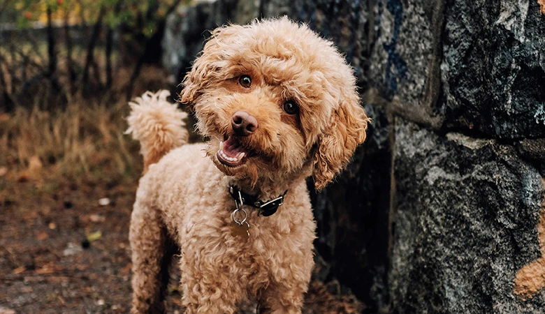 Dog looking happily at the camera