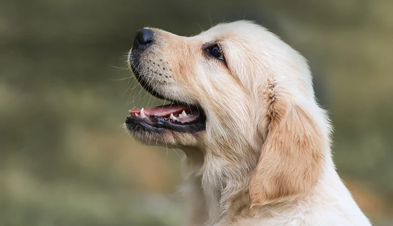 golden retriever pup