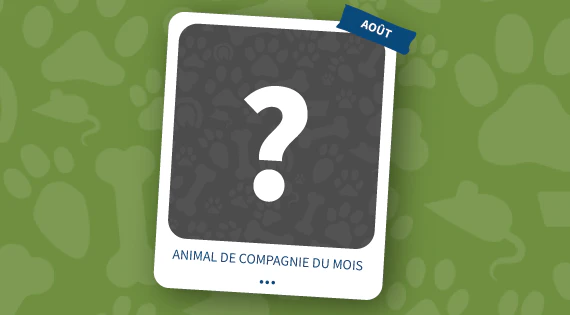 animal de compagnie du mois d’août