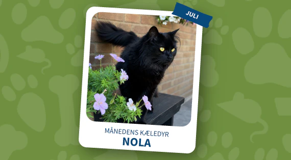 maanedens kaeledyr - juli