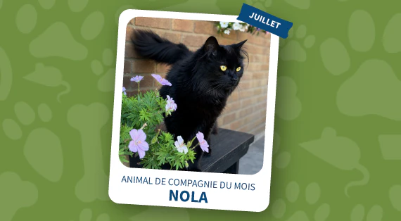 animal de compagnie du mois de juillet