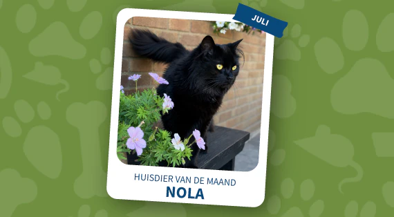 huisdier van de maand juli