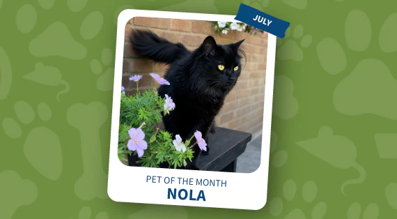 pet of the month july