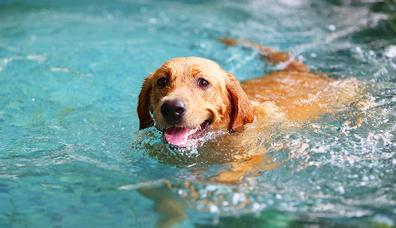 zwemmende hond