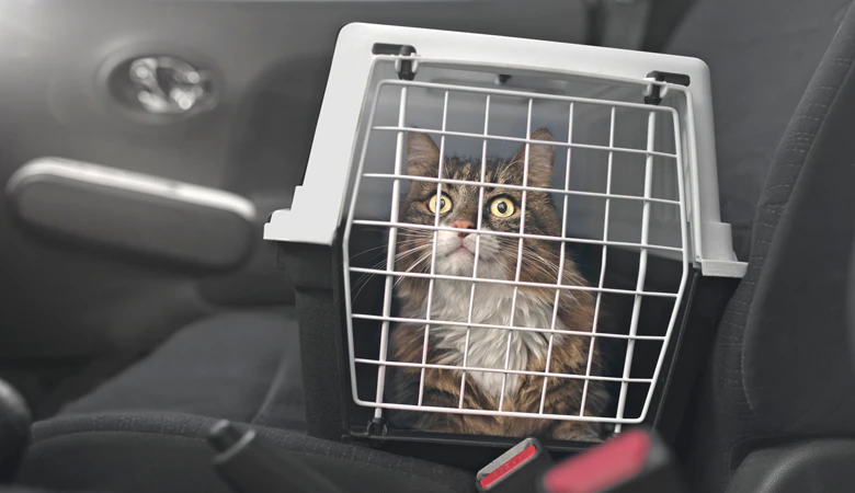Kat zit in reismand op een autostoel