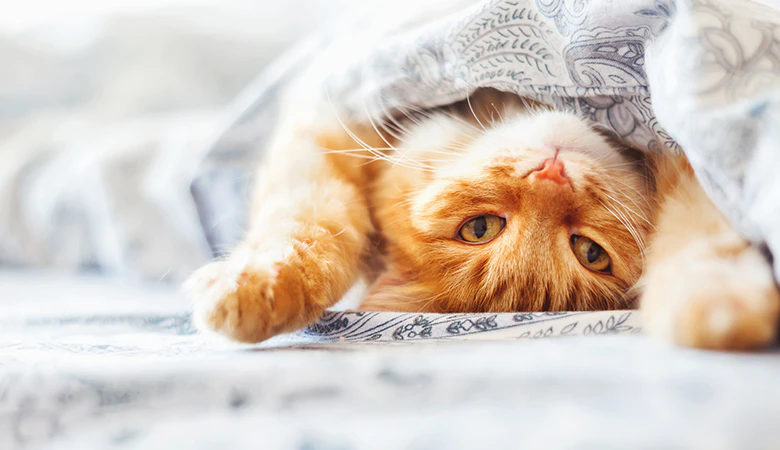 Entspannt liegende Katze