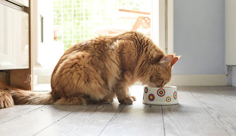 Kat drinkt uit bakje