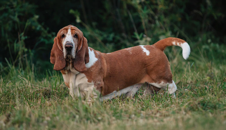 Basset Hound