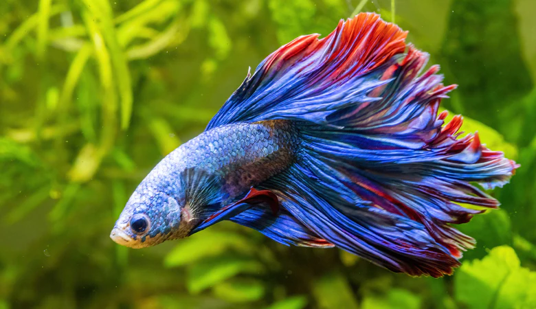 Betta