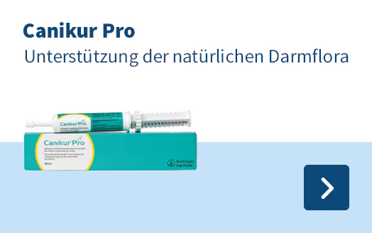Canikur