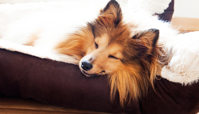 slapende hond in mand