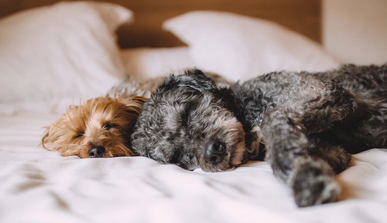 slapende honden