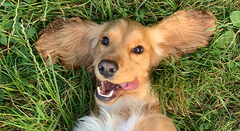 Cocker Spaniel liegt auf dem Rücken im Gras, mit weit ausgebreiteten Ohren und herausgestreckter Zunge.