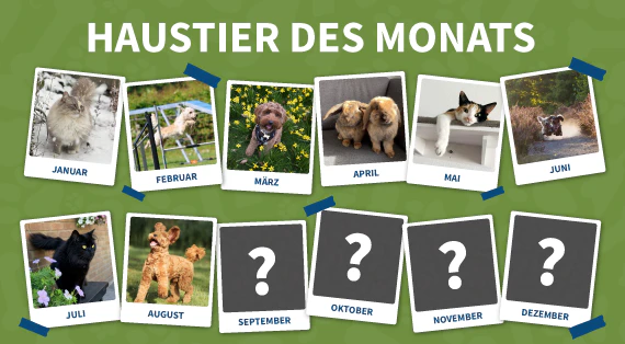 Haustier des monats