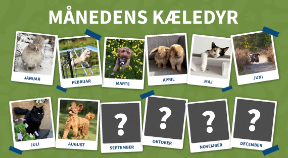 maanedens kaeledyr