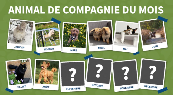 animal de compagnie du mois