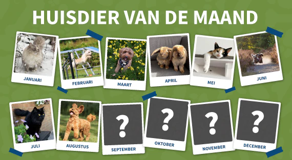 huisdier-van-de-maand