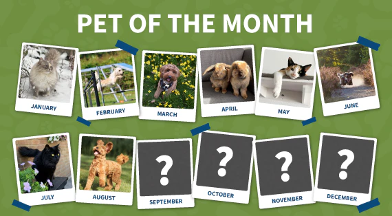 Pet of the month