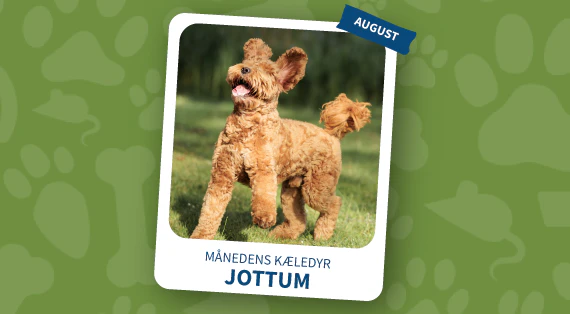 maanedens kaeledyr - august
