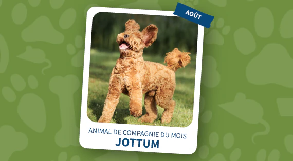animal de compagnie du mois d’août