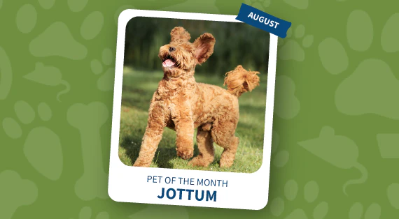 pet of the month august
