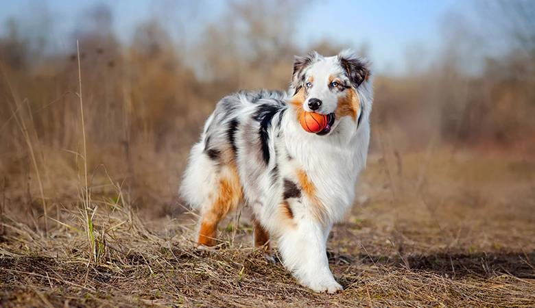 Hond loopt buiten met bal in bek