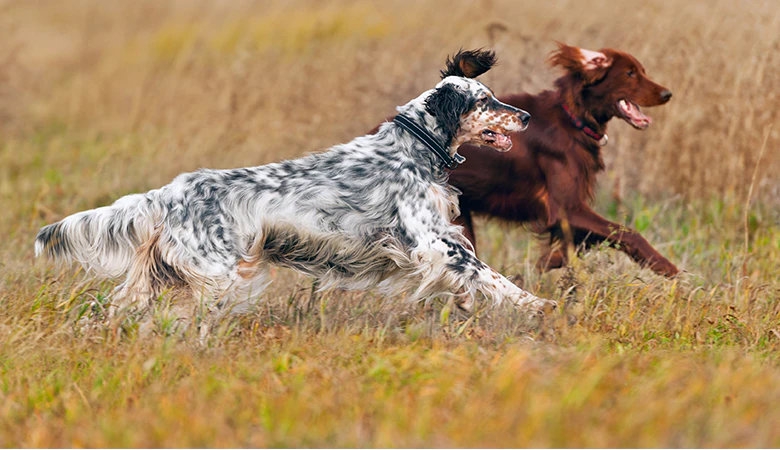 2 Setters rennen door het gras