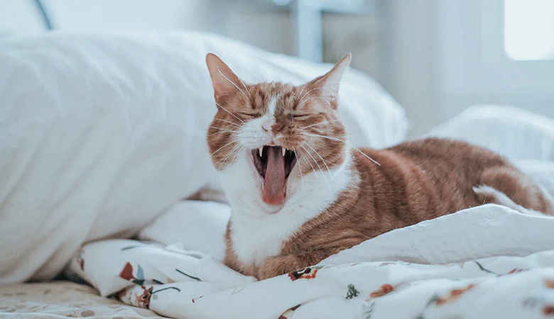 rood-witte kat ligt op een bed en geeuwt