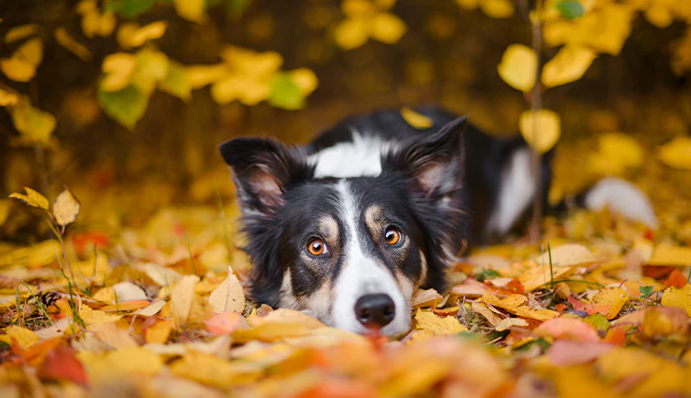 Border Collie ligt in herfstbladeren