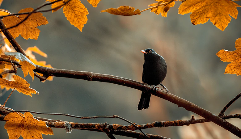 merel op tak in herfst