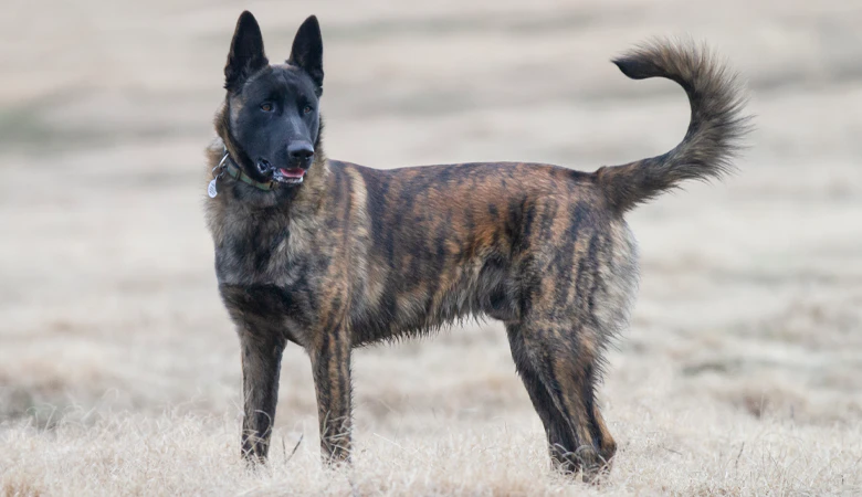 Hollandse herder