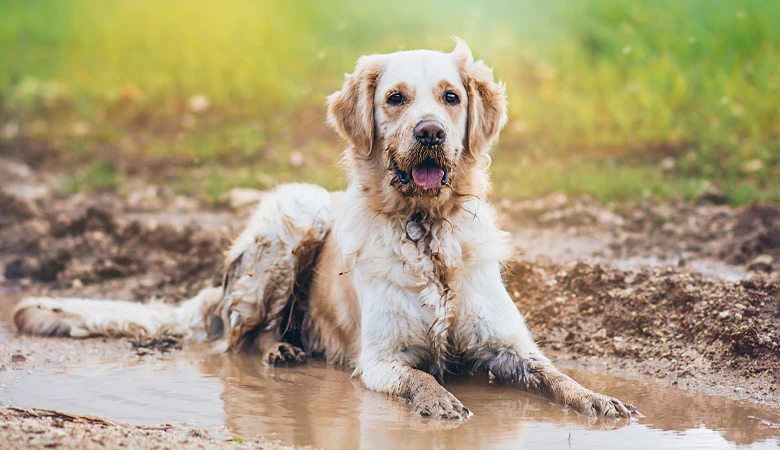 Wet dog