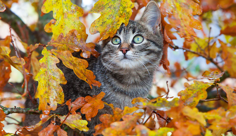 kitten tussen herfstbladeren