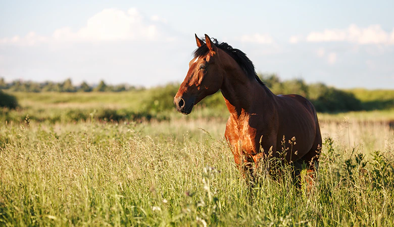 Paard in wei
