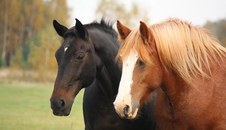 paarden 
