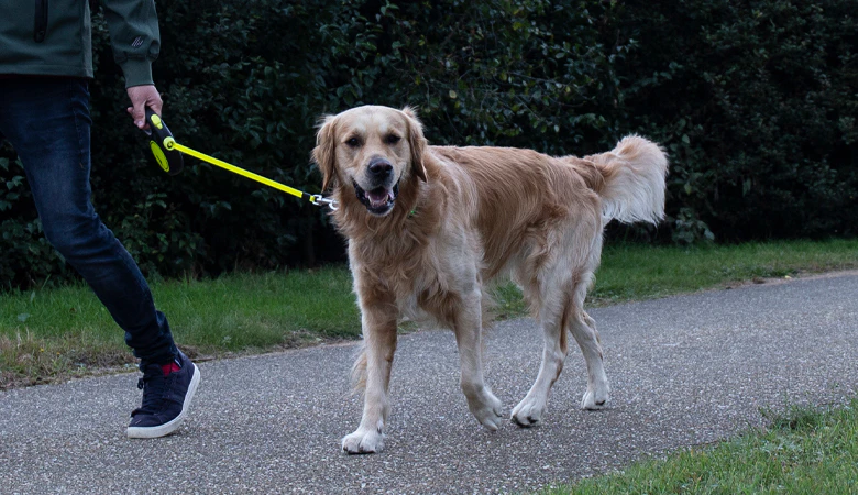 Man loopt met golden retreiver aan de lijn