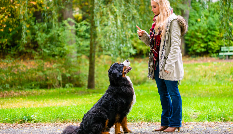 vrouw traint met Berner Sennenpup