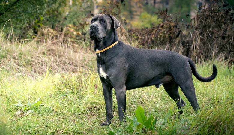 Presa Canario