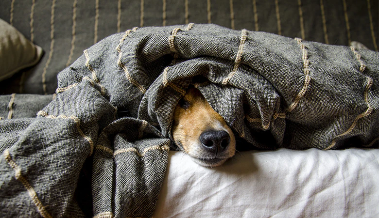 slapende hond onder deken