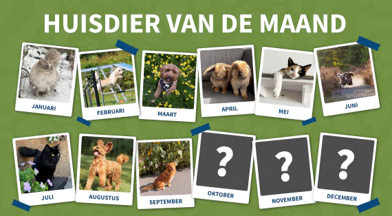 huisdier-van-de-maand
