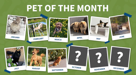 Pet of the month
