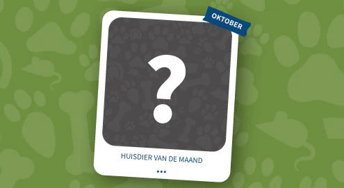 huisdier van de maand oktober